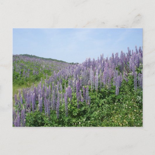 Lupine Valley Briefkaart (Voorkant)