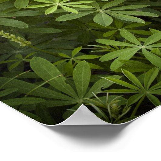 Lupine Vignette Poster (Hoek)