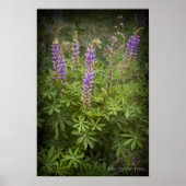 Lupine Vignette Poster (Voorkant)