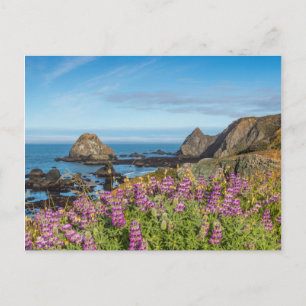 Lupine-wildebloemen bedekken de heuvels briefkaart