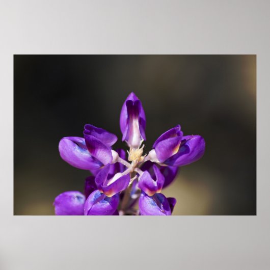 Lupine Wonder Poster (Voorkant)