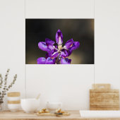 Lupine Wonder Poster (Keuken)