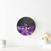 Lupine Wonder Ronde Klok (Huis)