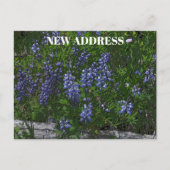 Lupinen Wonen Elders Briefkaart (Voorkant)