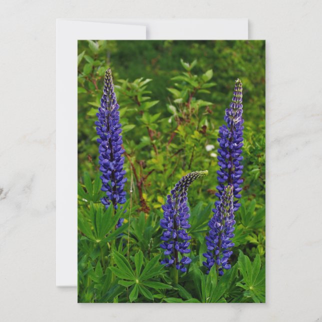 Lupines (Voorkant)