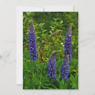Lupines