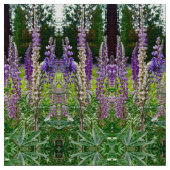 Lupines Alles op een rij Stof (Close Up)