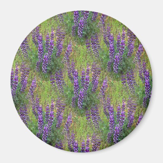 Lupines Galore... Magneet (Voorkant)