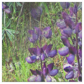Lupines Galore... Stof (Close Up)