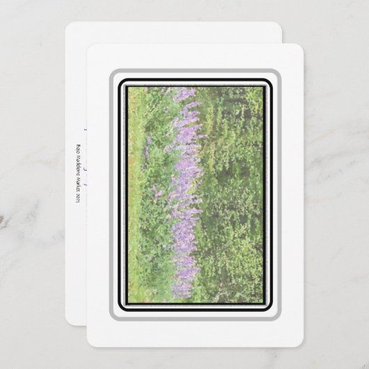 Lupines - Grote baai RD 2023 Notecards Notitiekaartje (Voorkant / Achterkant)