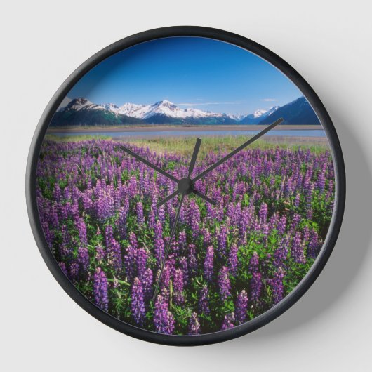 Lupines in Bloom | Keniaanse bergen, Alaska (Voorkant)