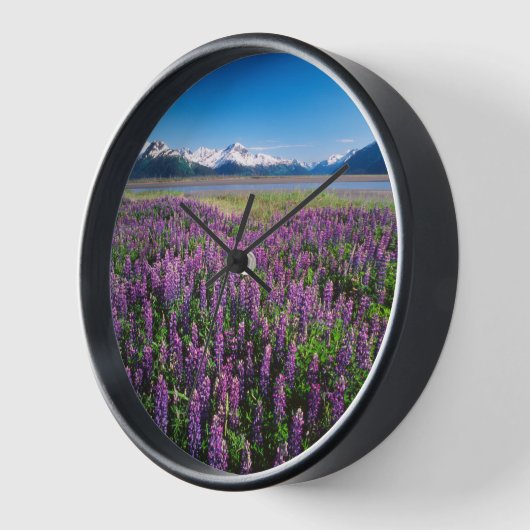 Lupines in Bloom | Keniaanse bergen, Alaska (Hoek)