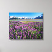 Lupines in Bloom | Keniaanse bergen, Alaska Canvas Afdruk (Voorkant)