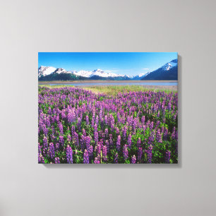 Lupines in Bloom Keniaanse bergen, Alaska Canvas Afdruk