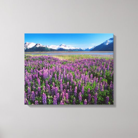 Lupines in Bloom | Keniaanse bergen, Alaska Canvas Afdruk (Voorkant)