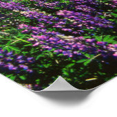 Lupines in Bloom | Keniaanse bergen, Alaska Poster (Hoek)