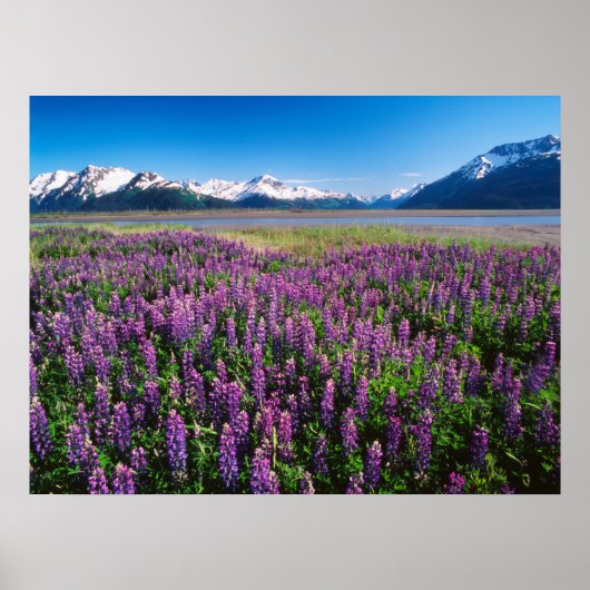 Lupines in Bloom | Keniaanse bergen, Alaska Poster (Voorkant)