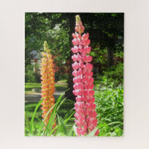 Lupines in een Cottage Garden - Martha's Vineyard