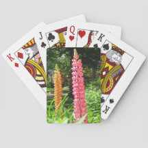 Lupines in een Cottage Garden - Martha's Vineyard