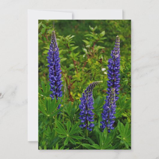 Lupines Kaart (Voorkant)