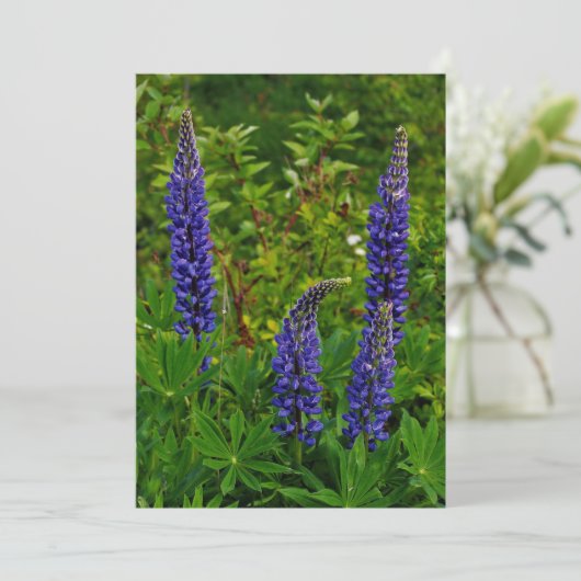 Lupines Kaart (Staand voorkant)