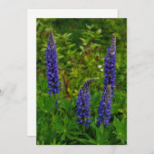 Lupines Kaart (Voorkant / Achterkant)