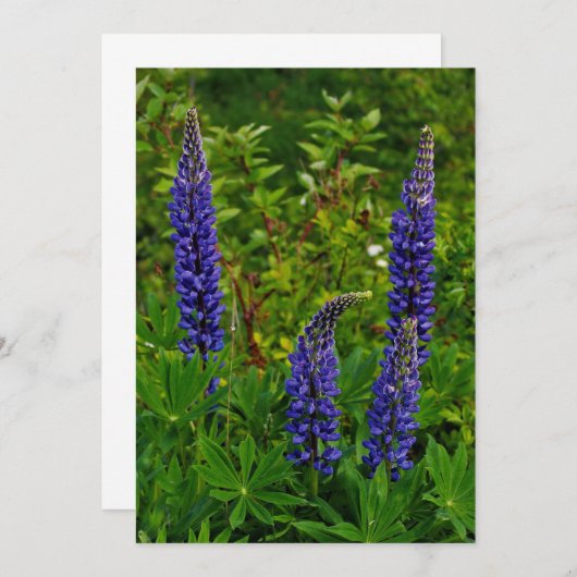 Lupines Kaart (Voorkant / Achterkant)