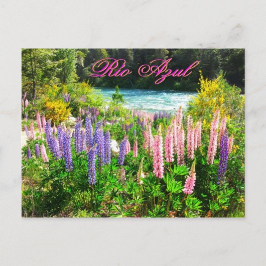 Lupines langs de Rio Azul, Argentinië Briefkaart (Voorkant)