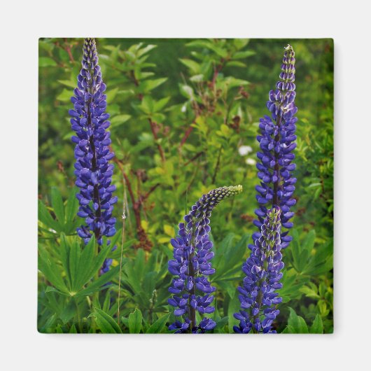 Lupines Magneet (Voorkant)
