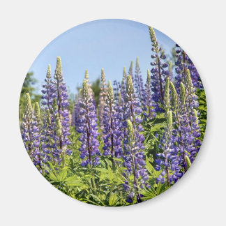 Lupines Magneet