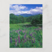 Lupines Mount Lafayette Briefkaart (Voorkant)