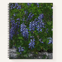 Lupines