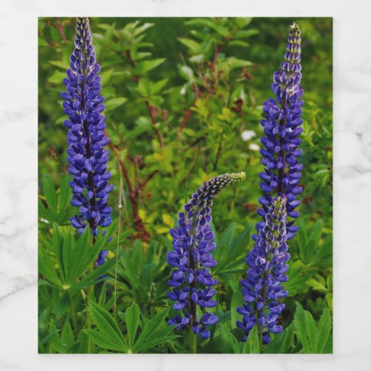 Lupines Wijn Etiket (Enkel label)