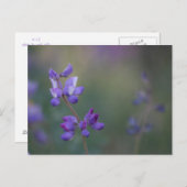 Lupineveld Briefkaart (Voorkant / Achterkant)