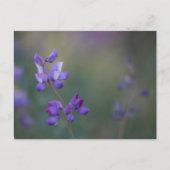 Lupineveld Briefkaart (Voorkant)