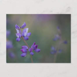 Lupineveld Briefkaart