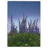 Lupins Klembord (Achterkant)