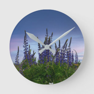 Lupins    ronde klok