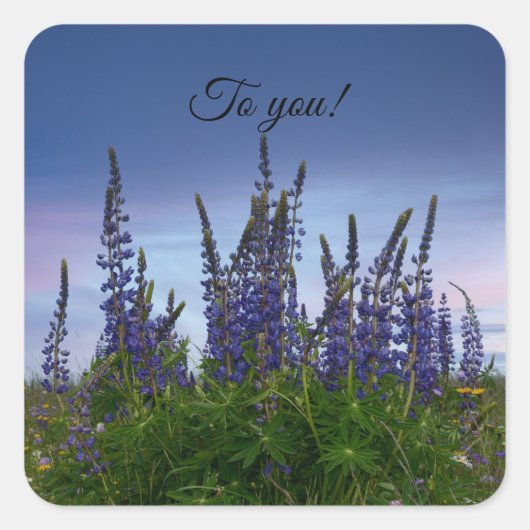 Lupins Vierkante Sticker (Voorkant)