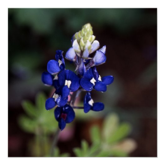 Lupinus texensis - Texas Bluebonnet Poster (Voorkant)