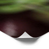 Lupinus texensis - Texas Bluebonnet Poster (Hoek)