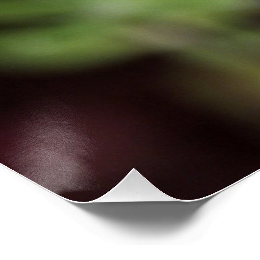 Lupinus texensis - Texas Bluebonnet Poster (Hoek)