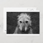Lurcher Briefkaart (Voorkant / Achterkant)