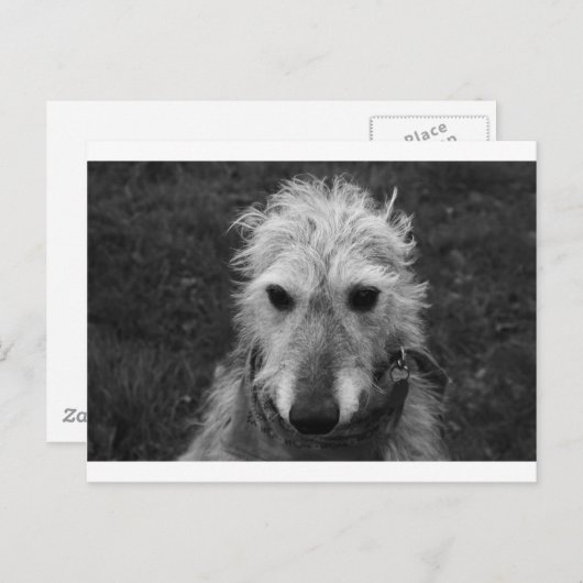 Lurcher Briefkaart (Voorkant / Achterkant)