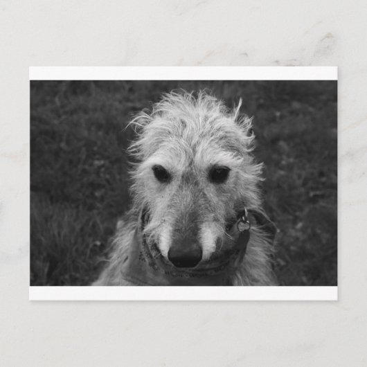 Lurcher Briefkaart (Voorkant)