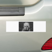 Lurcher Bumpersticker (Op auto)