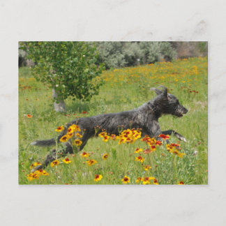 Lurcher die door een gloeiveld loopt - Briefkaart