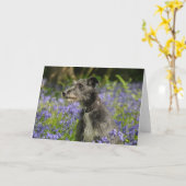 Lurcher in de Kaart van de Groeten van Klokjes (Gele Bloem)