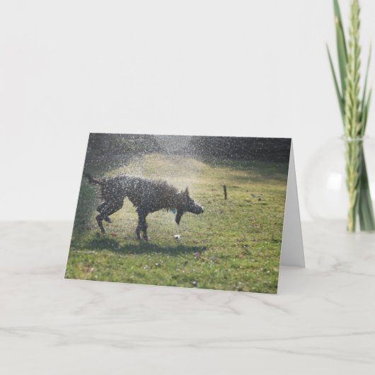 Lurcher na zwemt - Wenskaart Kaart (Voorkant)