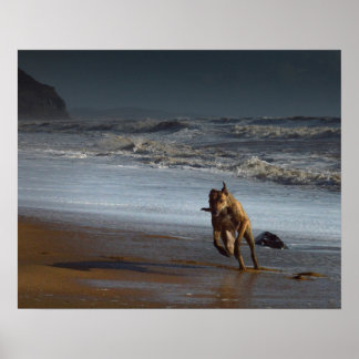 Lurcher op Beach Poster